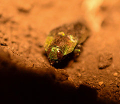 Hypoprasis elegans