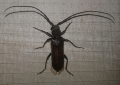 Africophanes amicus