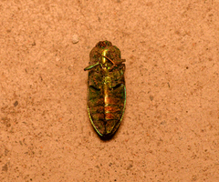 Hypoprasis elegans