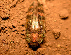 Hypoprasis elegans