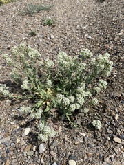 Lepidium appelianum