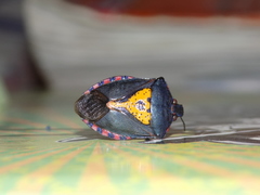 Halyomorpha scutellata