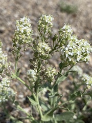 Lepidium appelianum