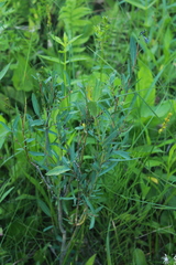 Salix pedicellaris