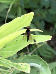 Chrysopilus quadratus
