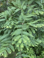 Metasequoia