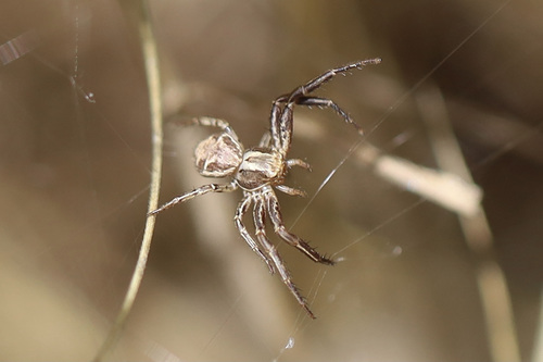 Xysticus cristatus photo 5