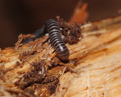 Cambalidae
