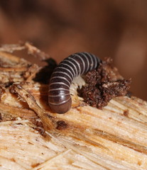 Cambalidae