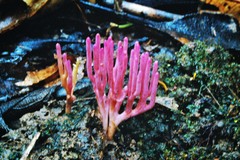 Clavaria schaefferi