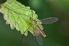 Nephrotoma cornicina