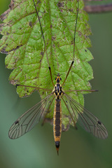 Nephrotoma cornicina