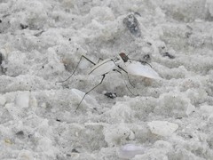 Habroscelimorpha dorsalis saulcyi