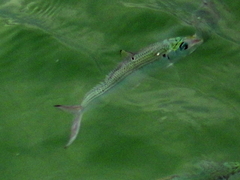 Opisthonema oglinum