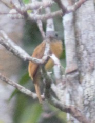 Attila citriniventris