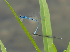 Enallagma basidens