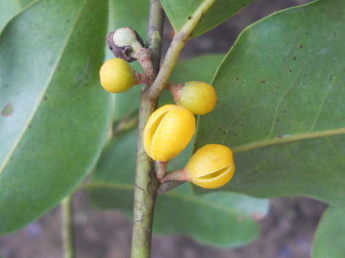 Pera coccinea