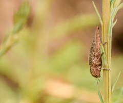 Ectinogonia buquetii