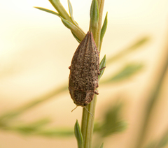 Ectinogonia buquetii