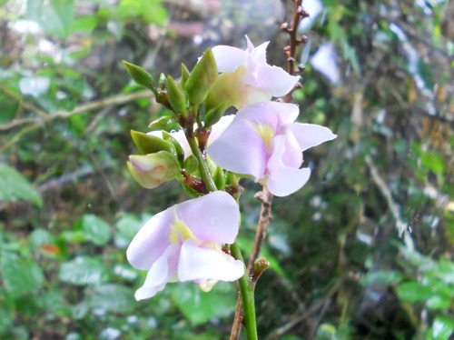 Macropsychanthus coriaceus