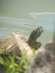 Pseudemys concinna concinna