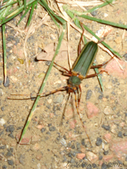 Chlorida costata