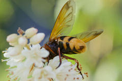 Volucella zonaria