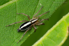 Cesonia