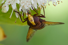 Volucella zonaria