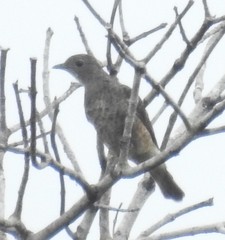 Cotinga cayana