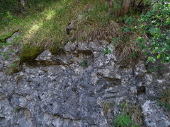 Campanula praesignis