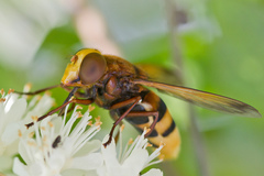 Volucella zonaria