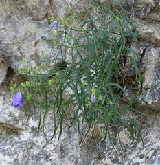 Campanula praesignis