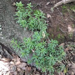 Sedum quevae