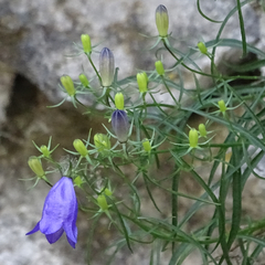Campanula praesignis