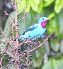 Cotinga cayana