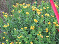 Lithospermum caroliniense croceum