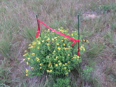 Lithospermum caroliniense croceum