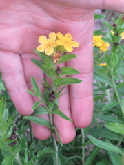 Lithospermum caroliniense croceum
