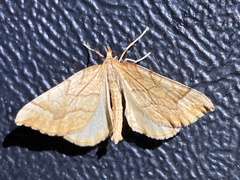 Eulithis mellinata
