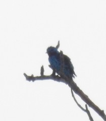 Cotinga cayana