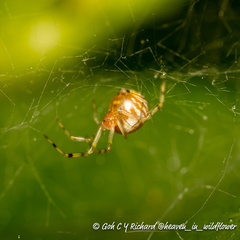 Theridion zonulatum