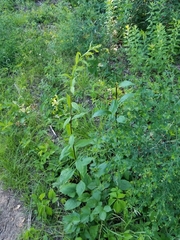 Solidago arguta arguta