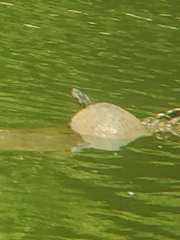 Pseudemys concinna concinna