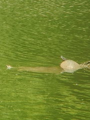 Pseudemys concinna concinna