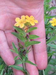 Lithospermum caroliniense croceum