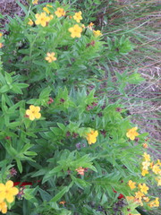 Lithospermum caroliniense croceum