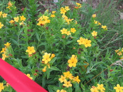 Lithospermum caroliniense croceum