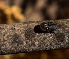 Neocypetes guttulata