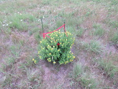 Lithospermum caroliniense croceum